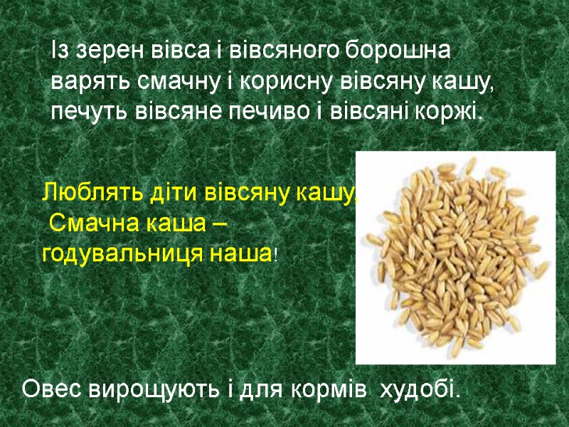 Люблять діти вівсяну кашу,  Смачна каша –  годувальниця наша! Овес вирощують і